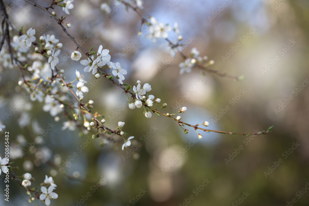 Spring blossoming spring flowers on a plum tree against soft floral background Spring blossoming spring flowers on a plum tree against soft floral background