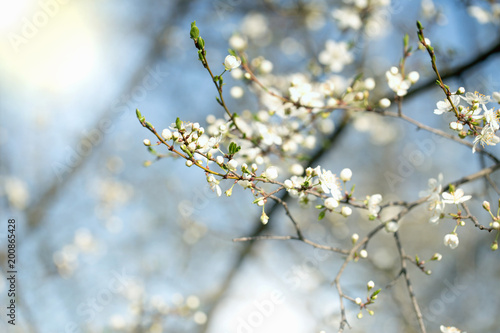 Spring blossoming spring flowers on a plum tree against blue sky © Kate Pasechnik