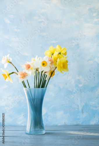 Fototapeta Naklejka Na Ścianę i Meble -  flowers of daffodils of different kinds in a blue vase on a blue background. A heady aroma of spring.
