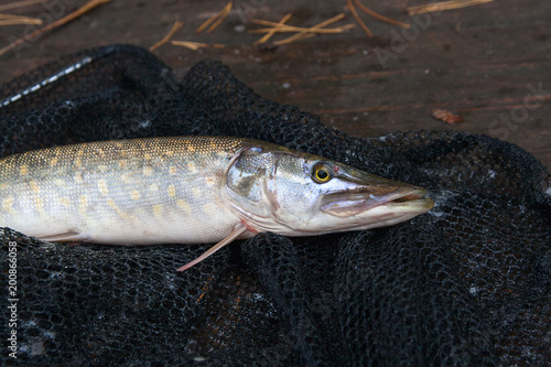 Close up view of big freshwater pike lies on black fishing net..