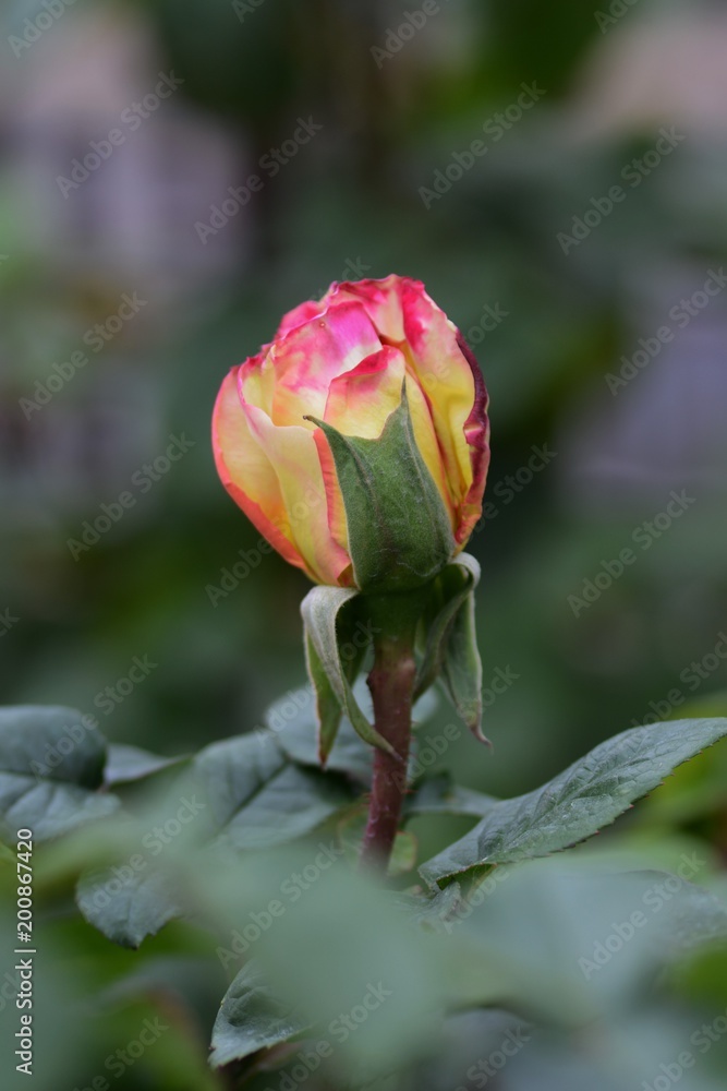 Fototapeta premium Bud of Roses