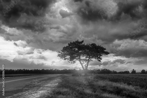 Black and white landscape with alone tree over stormy sky.
