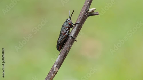 4K Eastern Lubber Grasshopper (Romalea microptera) Nymph Perching photo