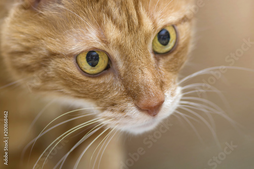 Fluffy red cat with big green eyes closeup