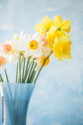 Fototapeta Naklejka Na Ścianę i Meble -  flowers of daffodils of different kinds in a blue vase on a blue background. A heady aroma of spring.

