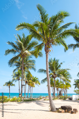 Fototapeta Naklejka Na Ścianę i Meble -  Landscape of coconut palm tree on tropical beach in summer. Summer background concept.