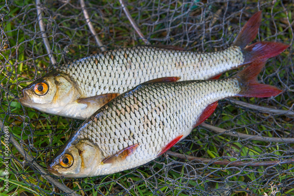 Close up view of two freshwater common rudd fish on black fishing net.. Close up view of two freshwater common rudd fish on black fishing net..