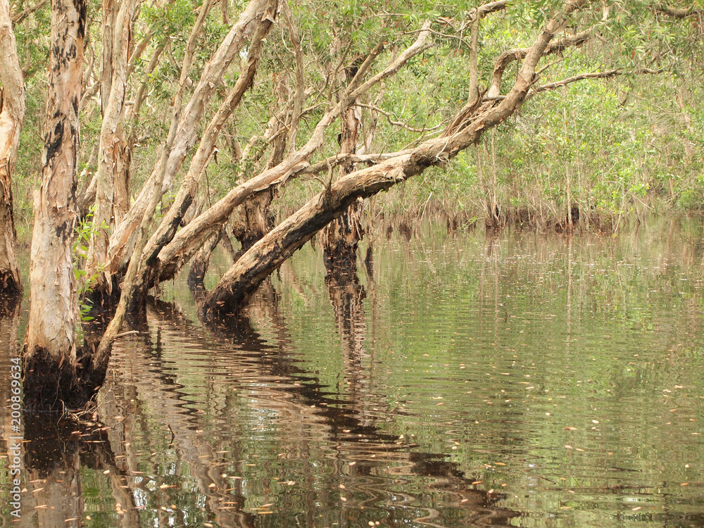 Mangrove forest and shadow tree Mangrove forest and shadow tree