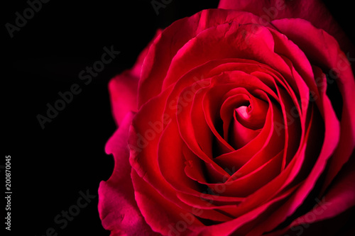 lush bright pink rose closeup on dark background