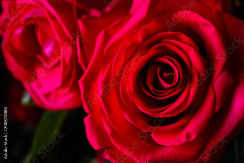 lush bright pink roses closeup on dark background