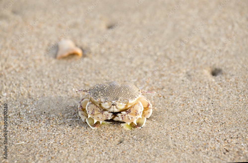 A crab that walks on the beach, the seafront, the morning  