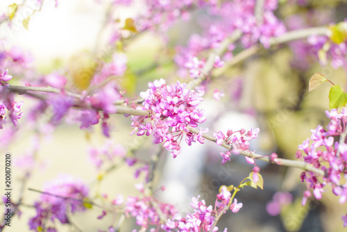 tree branches blooming with pink flowers