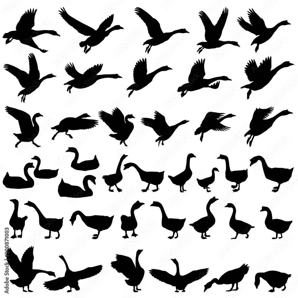 Collection of silhouettes of gooses Collection of silhouettes of gooses