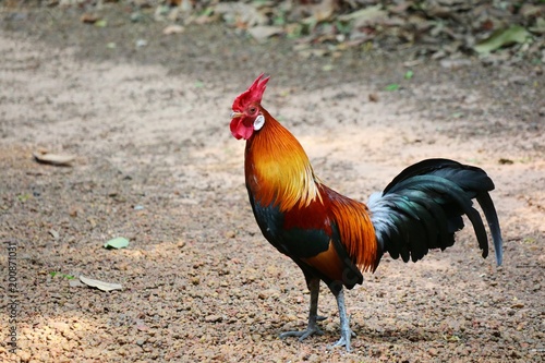 Beautiful Bantam male standing on the ground. Animal concept.
