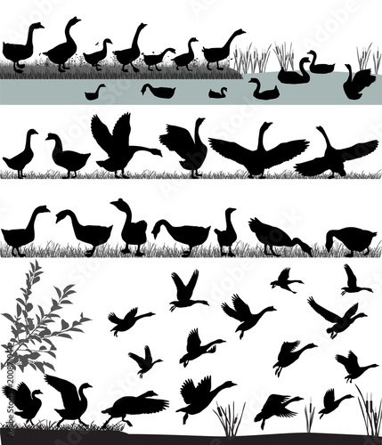 Silhouettes of gooses flying and floating on water