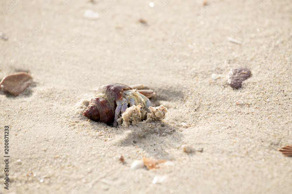 Hermit crab, that walks on the beach the seafront the morning    