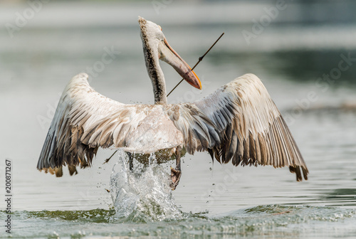 Spot-Billed Pelican (Pelecanus philippensis)