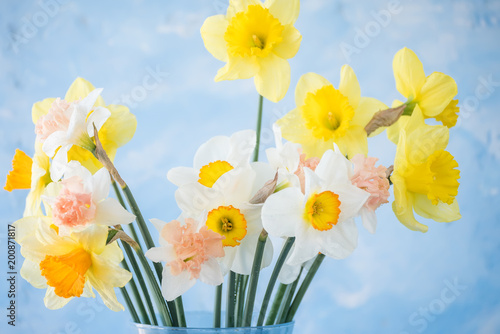 flowers of daffodils of different kinds  on a blue background. A heady aroma of spring.
