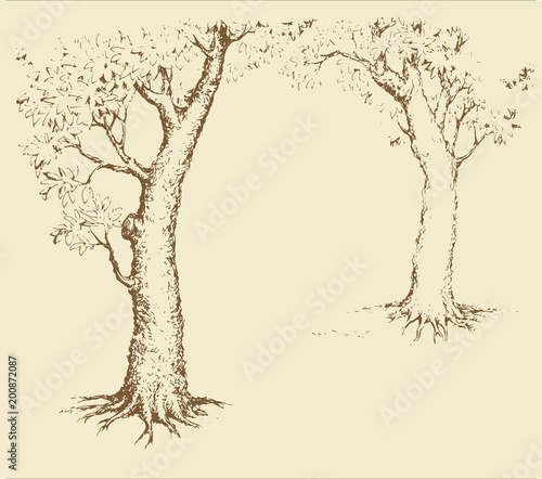 Tree frame. Vector illustration