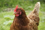 Chicken (Gallus gallus domesticus) domesticated fowl