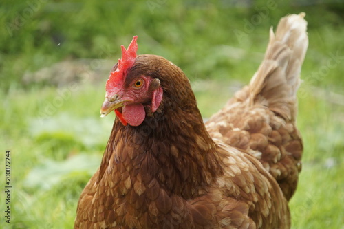 Chicken (Gallus gallus domesticus) domesticated fowl
