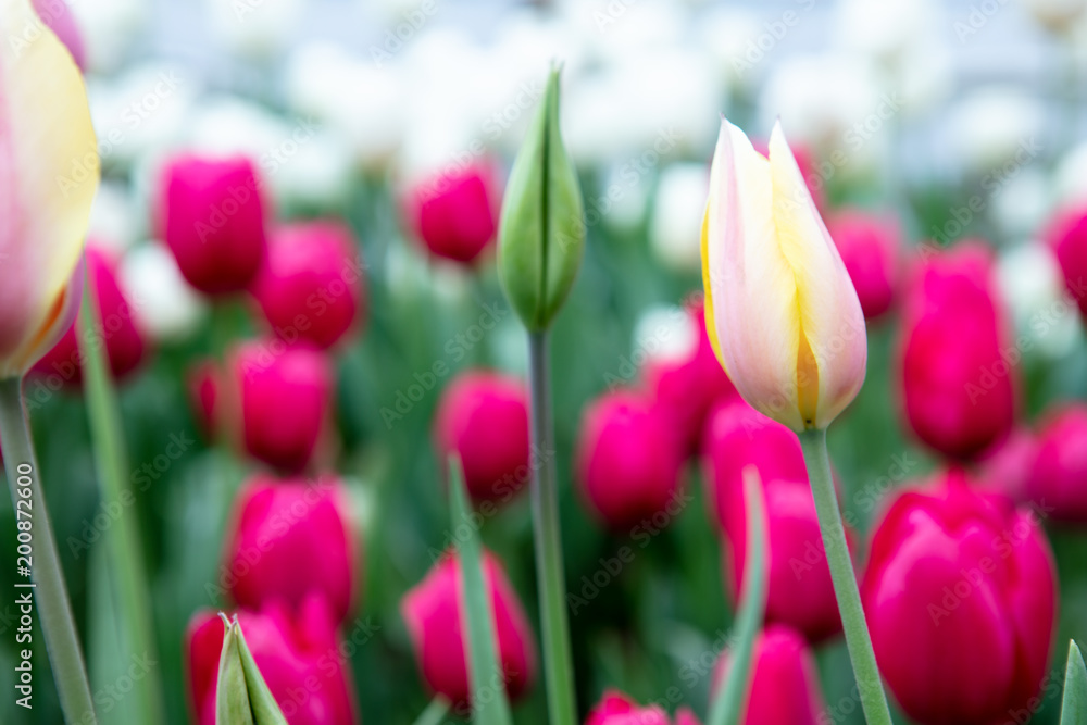 Group and pink and yellow tulips in garden