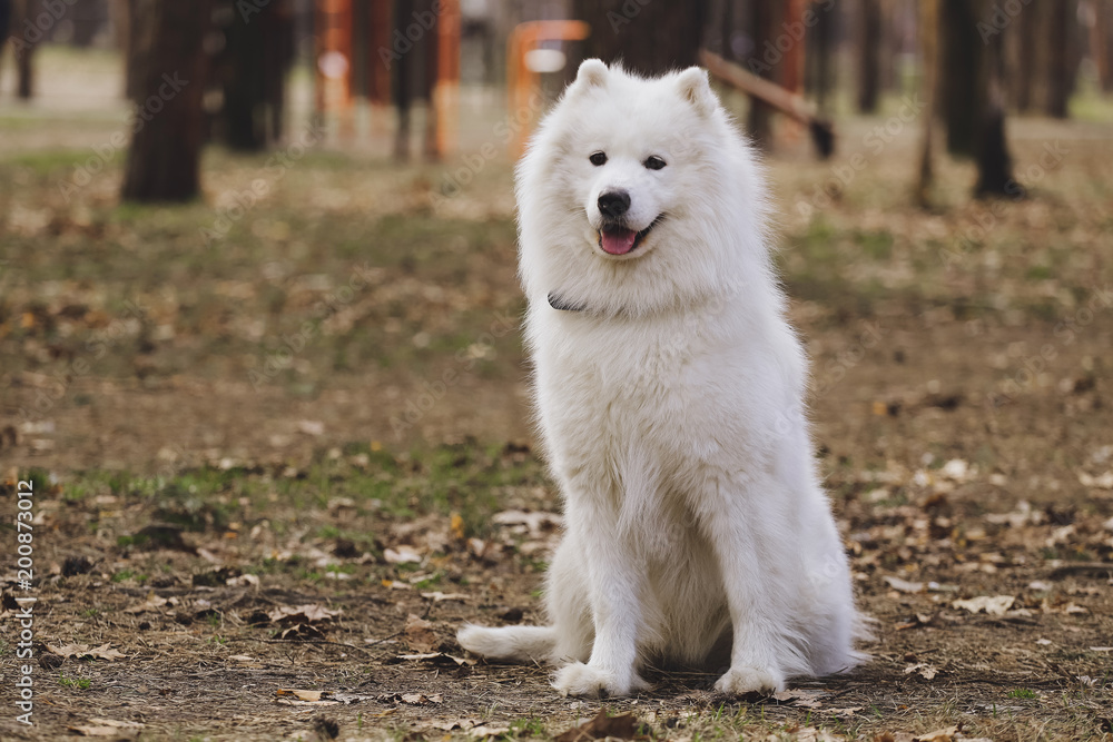 Beautiful dog Samoyed in the park, in the forest