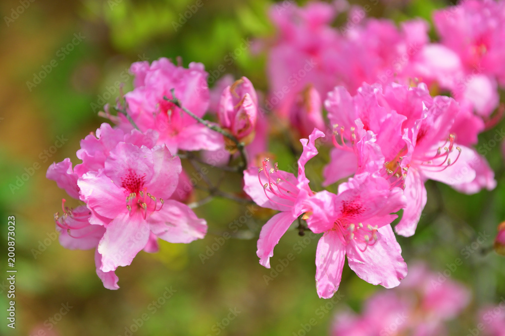azalea azalea