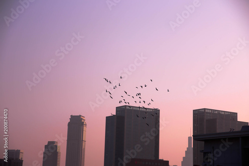 Birds fly in human cities