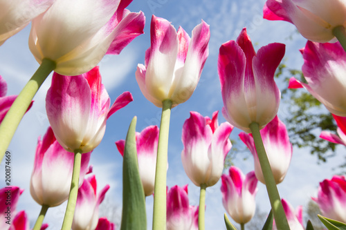 Beautiful colorful tulips, ...