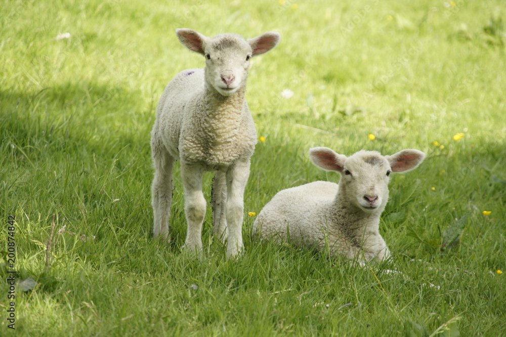 Baby pair of lambs on grass in lake district Baby pair of lambs on grass in lake district