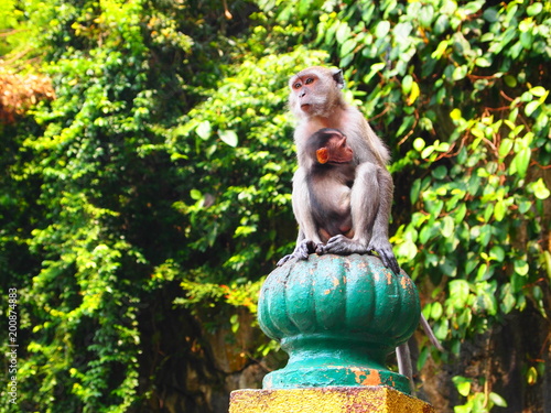 Macaques in Malaysia