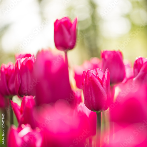 Beautiful colorful tulips, ...