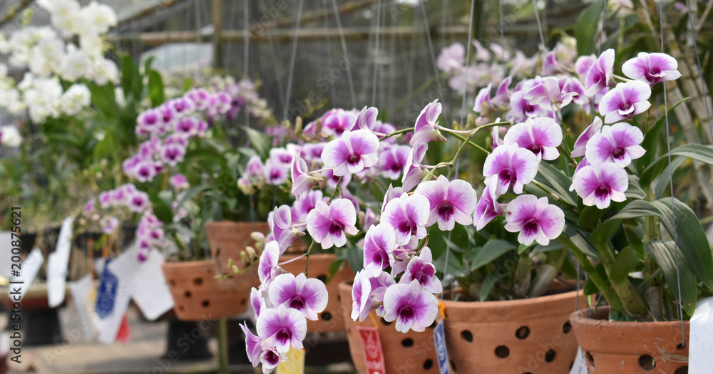 The rare species Asian orchid in Chiangmai, Northern Thailand The rare species Asian orchid in Chiangmai, Northern Thailand