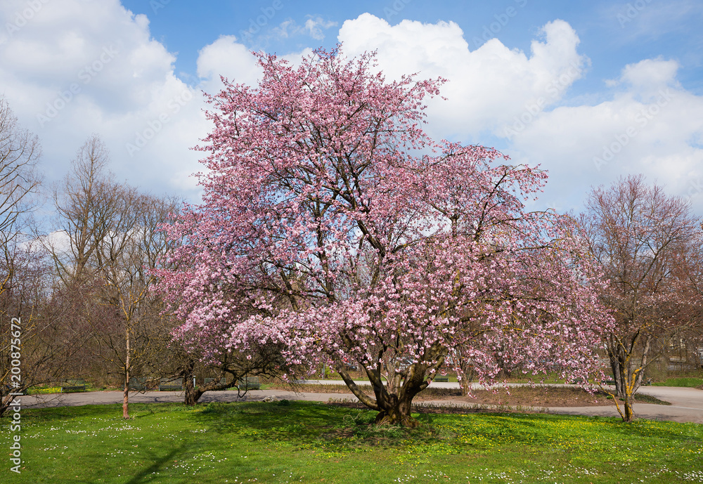 rosa blühender Kirschbaum im Ostpark München