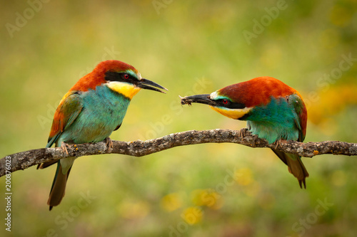 Pair of bee-eaters perched on a branch