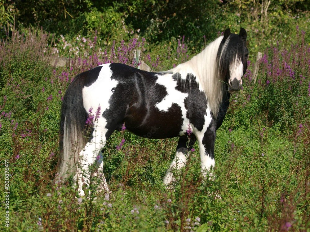 Pony In Flowers Pony In Flowers