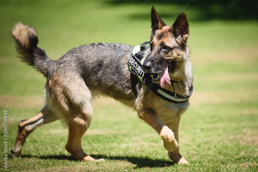 German shepherd Security Dog in Training German shepherd Security Dog in Training