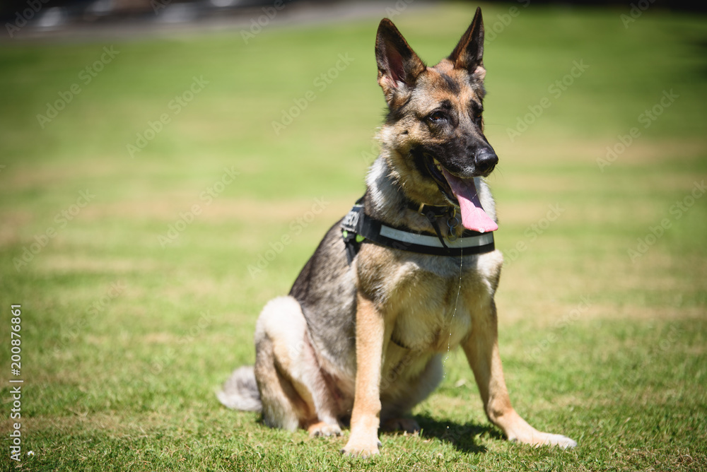 German shepherd Security Dog in Training German shepherd Security Dog in Training