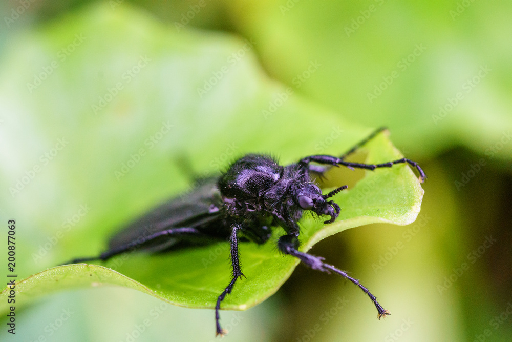 Great black wasp holding to the grass. Family Sphecidae (thread