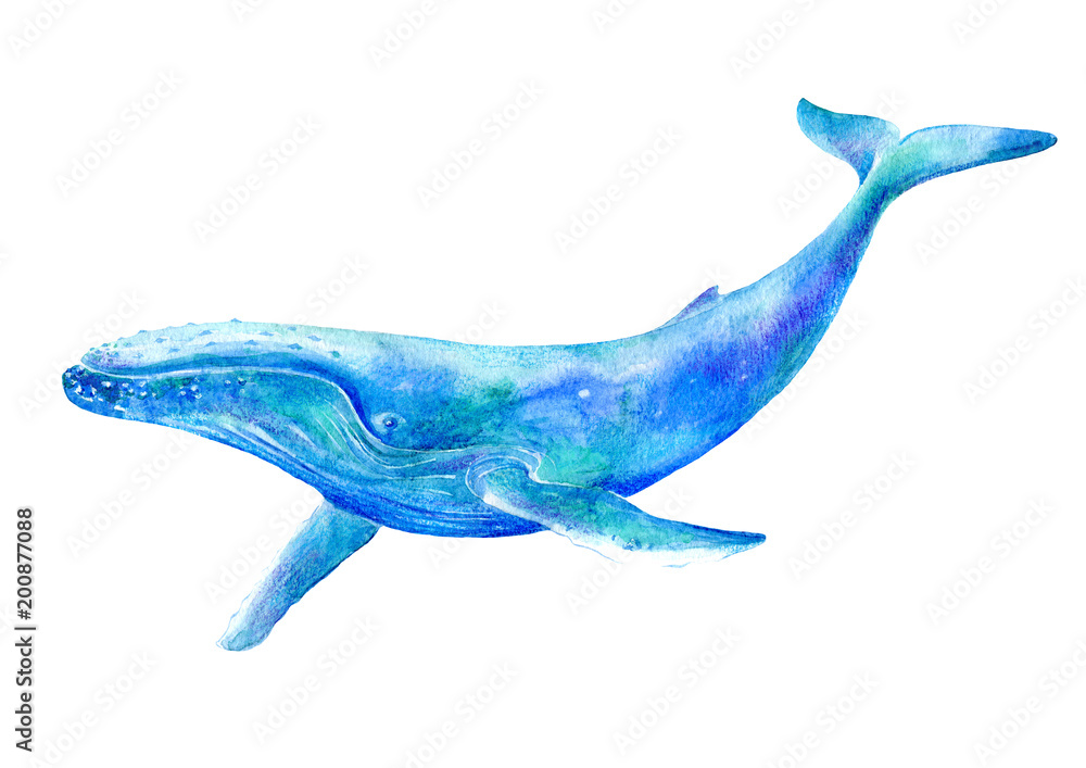 Fototapeta premium Big Blue Whale .Watercolor hand drawn illustration.Underwater animal art. White background.