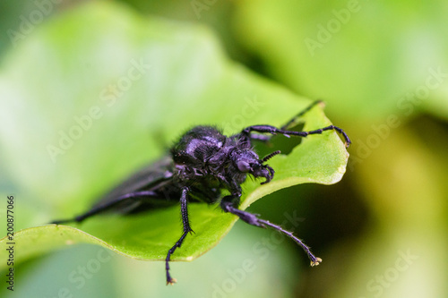 Great black wasp holding to the grass. Family: Sphecidae (thread-waisted wasps) in the order Hymenoptera (ants, bees, wasps).  Undergoes complete metamorphosis through egg, larva, pupa, and adult. © Yahdi