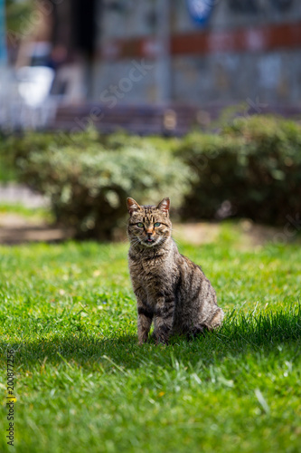 A gray cat sits on a lawn in a beautiful park, a cat looks and follows the trail around her © HappyLenses