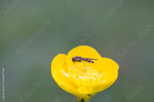 Spring buttercup flowers with wasp looking for food in Paris, Eurpe. Wasps need key resources; pollen and nectar from a variety of flowers.  Special macro lens for close-up, blurry, bokeh background. photo