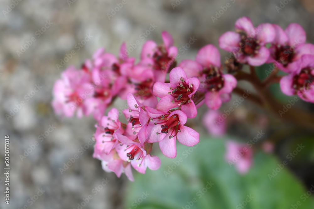 Pink flowers