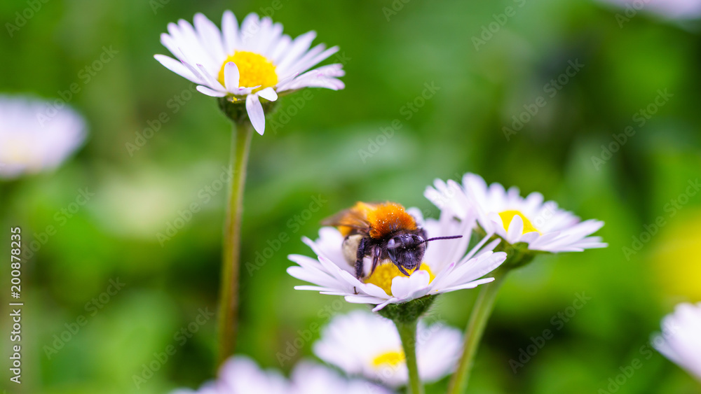 European honey bee on daisy spring flowers during spring in Paris, France. Taken by closeup photography or macro photography with blurry background or shallow DOF. European honey bee on daisy spring flowers during spring in Paris, France. Taken by closeup photography or macro photography with blurry background or shallow DOF.