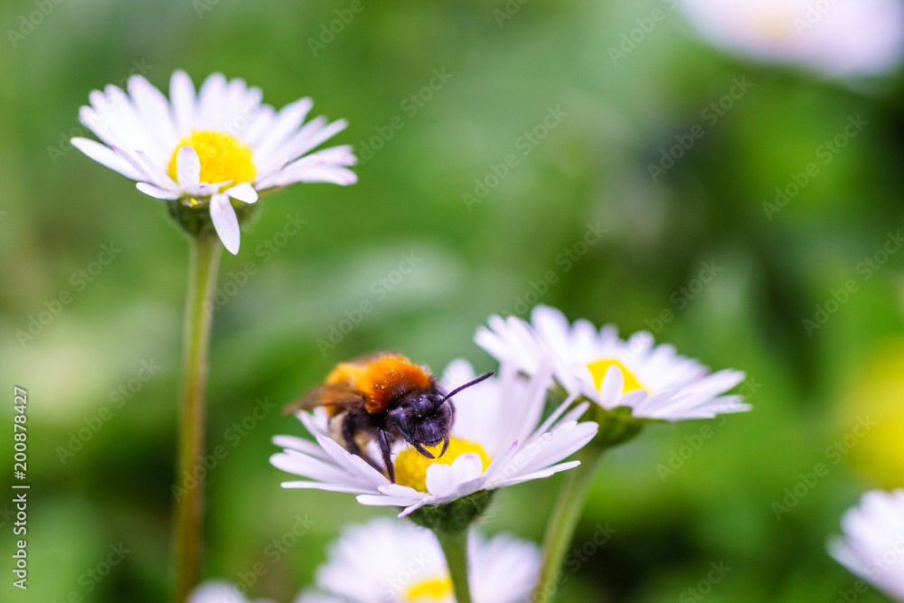 European honey bee on daisy spring flowers during spring in Paris, France. Taken by closeup photography or macro photography with blurry background or shallow DOF. European honey bee on daisy spring flowers during spring in Paris, France. Taken by closeup photography or macro photography with blurry background or shallow DOF.