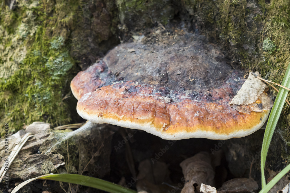 the woody tinder fungus on a tree stump in spring forest the woody tinder fungus on a tree stump in spring forest