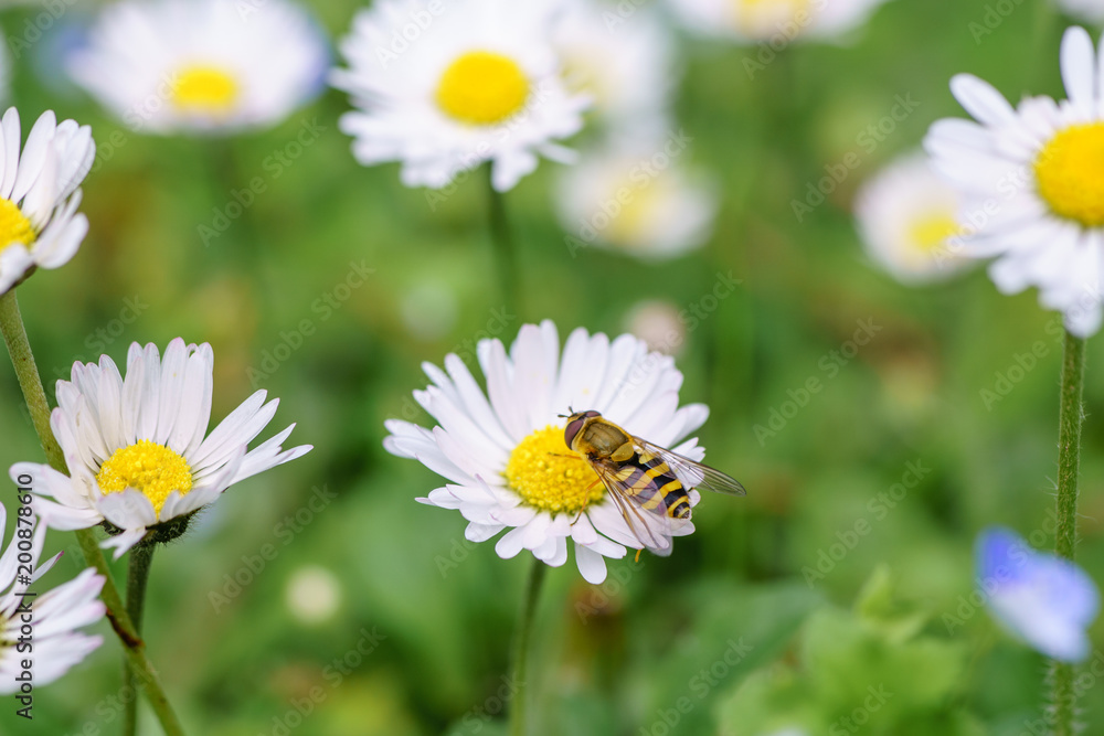 Spring daisy flowers with wasp looking for food in Paris, Eurpe. Wasps need key resources; pollen and nectar from a variety of flowers.  Special macro lens for close-up, blurry, bokeh background.