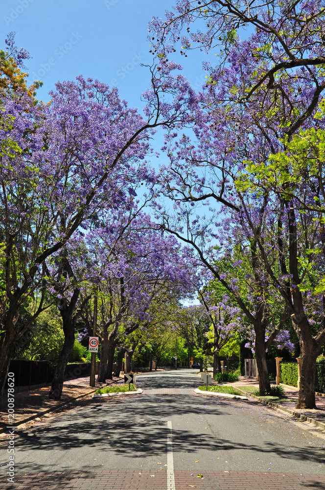 Little suburban street full of green trees and blooming jacaranda. Adelaide, Australia Little suburban street full of green trees and blooming jacaranda. Adelaide, Australia